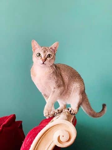 Singapura cat, known as the smallest cat breed.