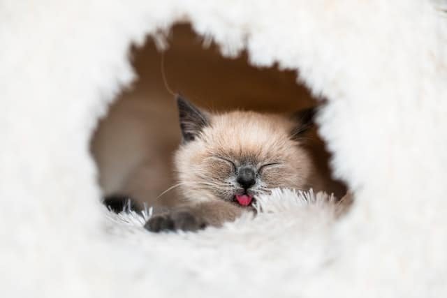 Siamese cat
