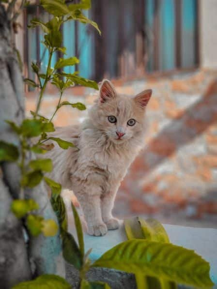 Turkish angora
