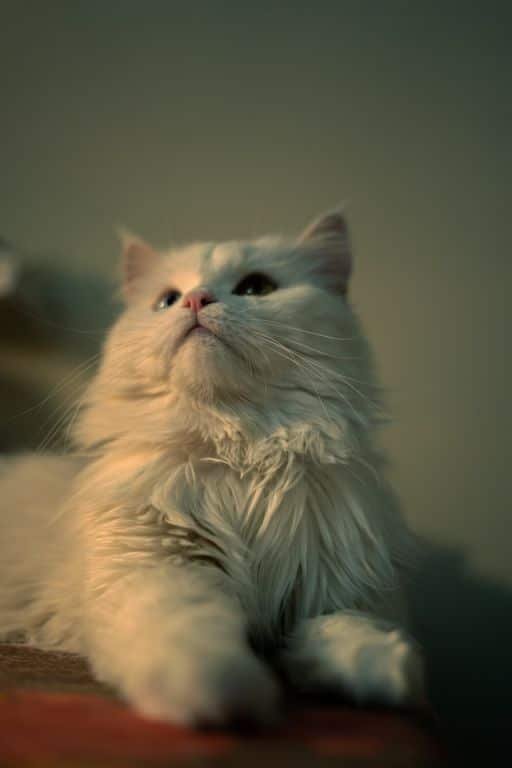 Perisan cat