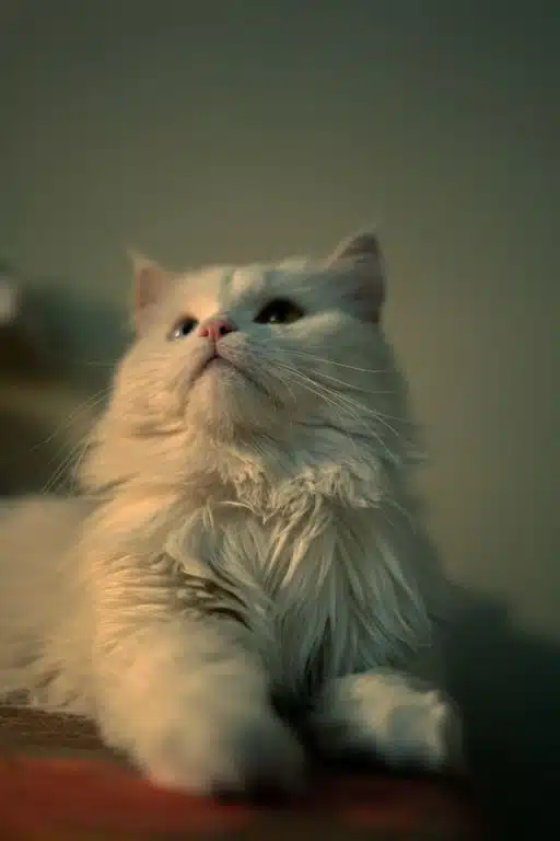 Perisan cat