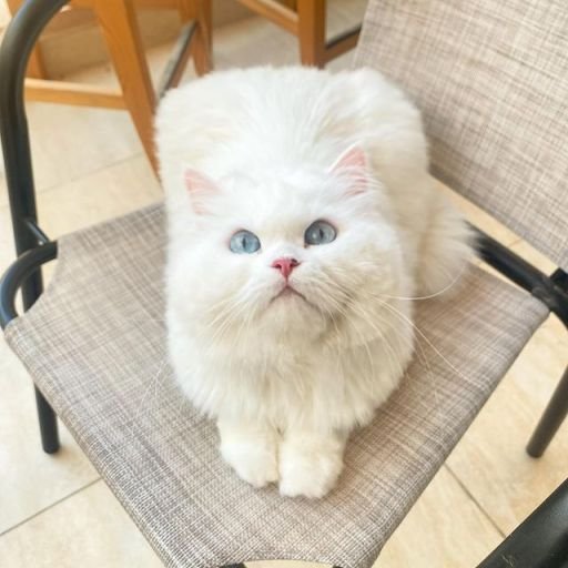 Persian cat
