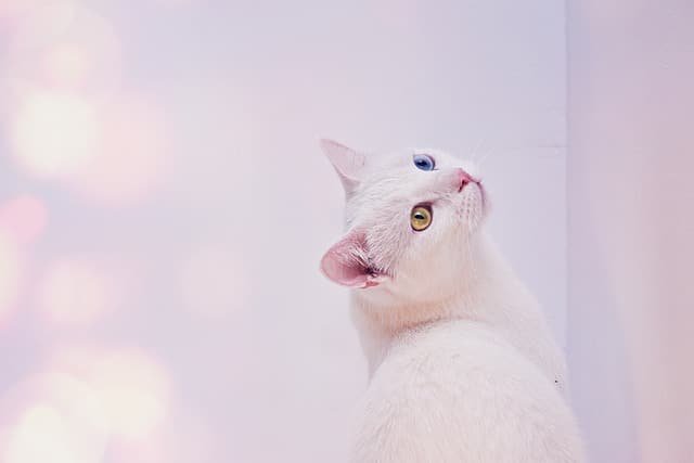 Turkish angora