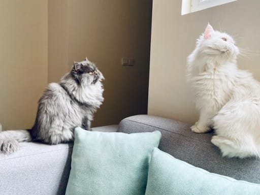 Persian cats