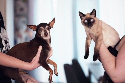Siamese cat