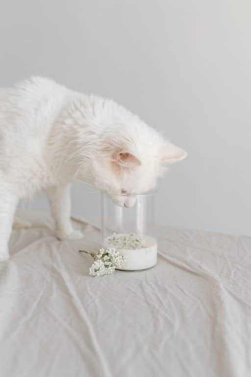 Turkish angora