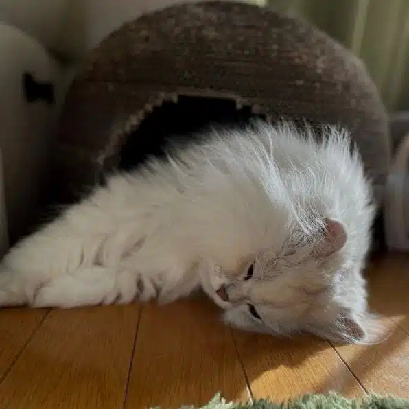 Persian cat