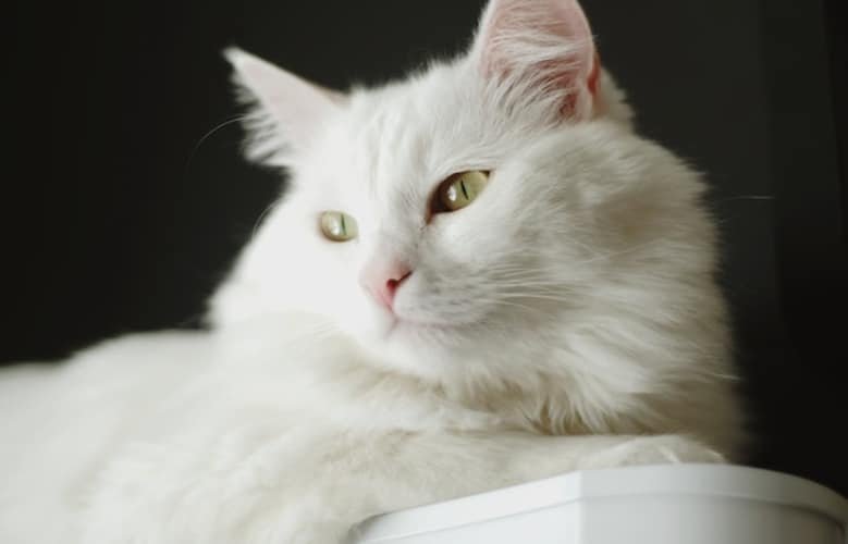 Turkish angora