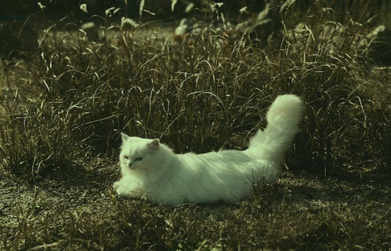 Persian cat