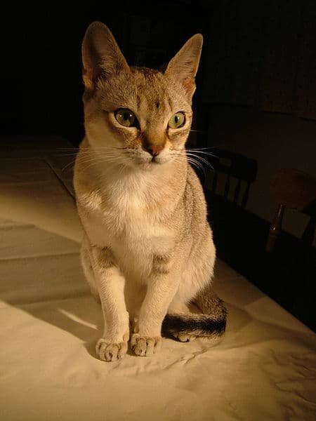 Sinagpura cat