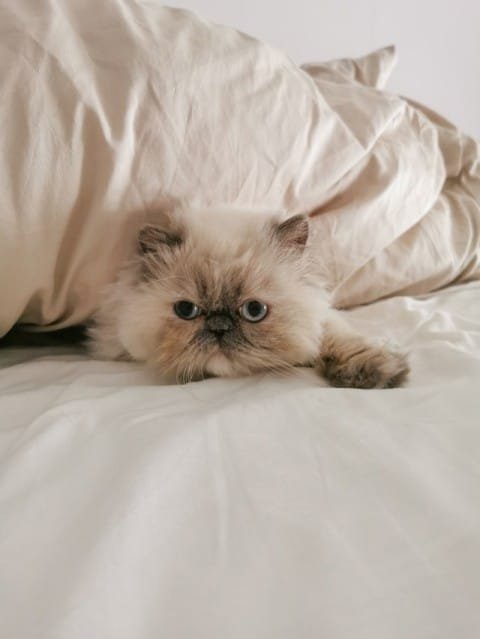Himalayan cat