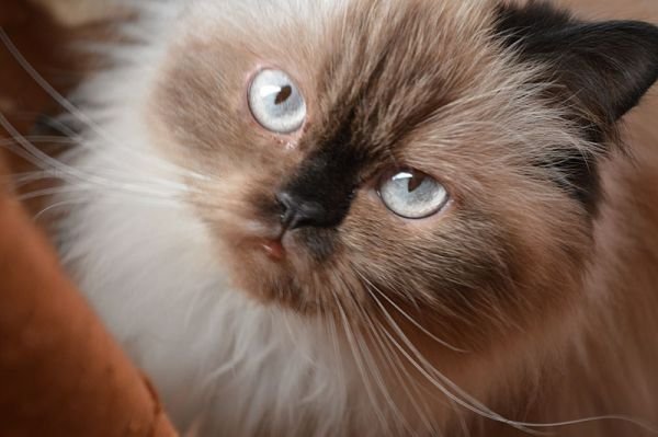 Himalayan cat