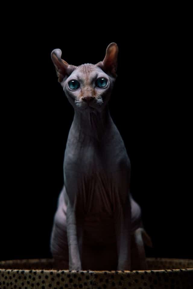 Sphynx cat