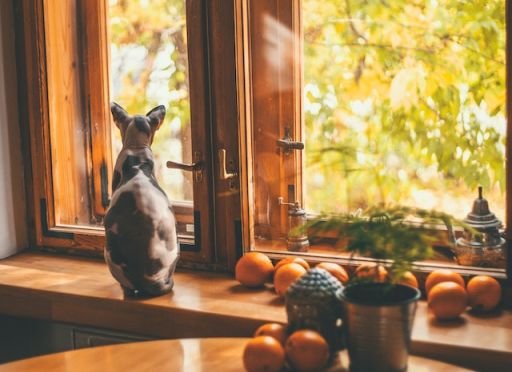 Sphynx cat