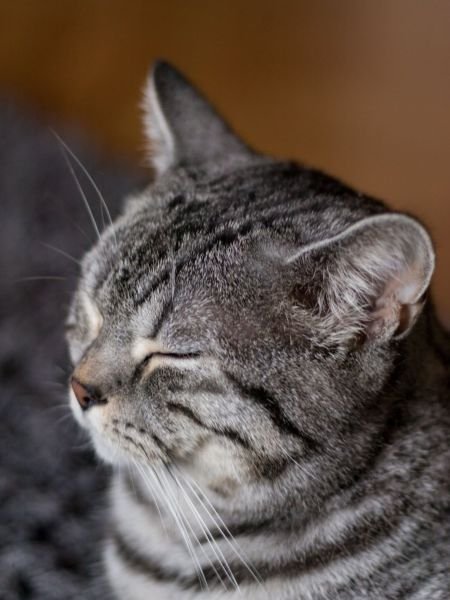 Borko-the-British-Shorthair