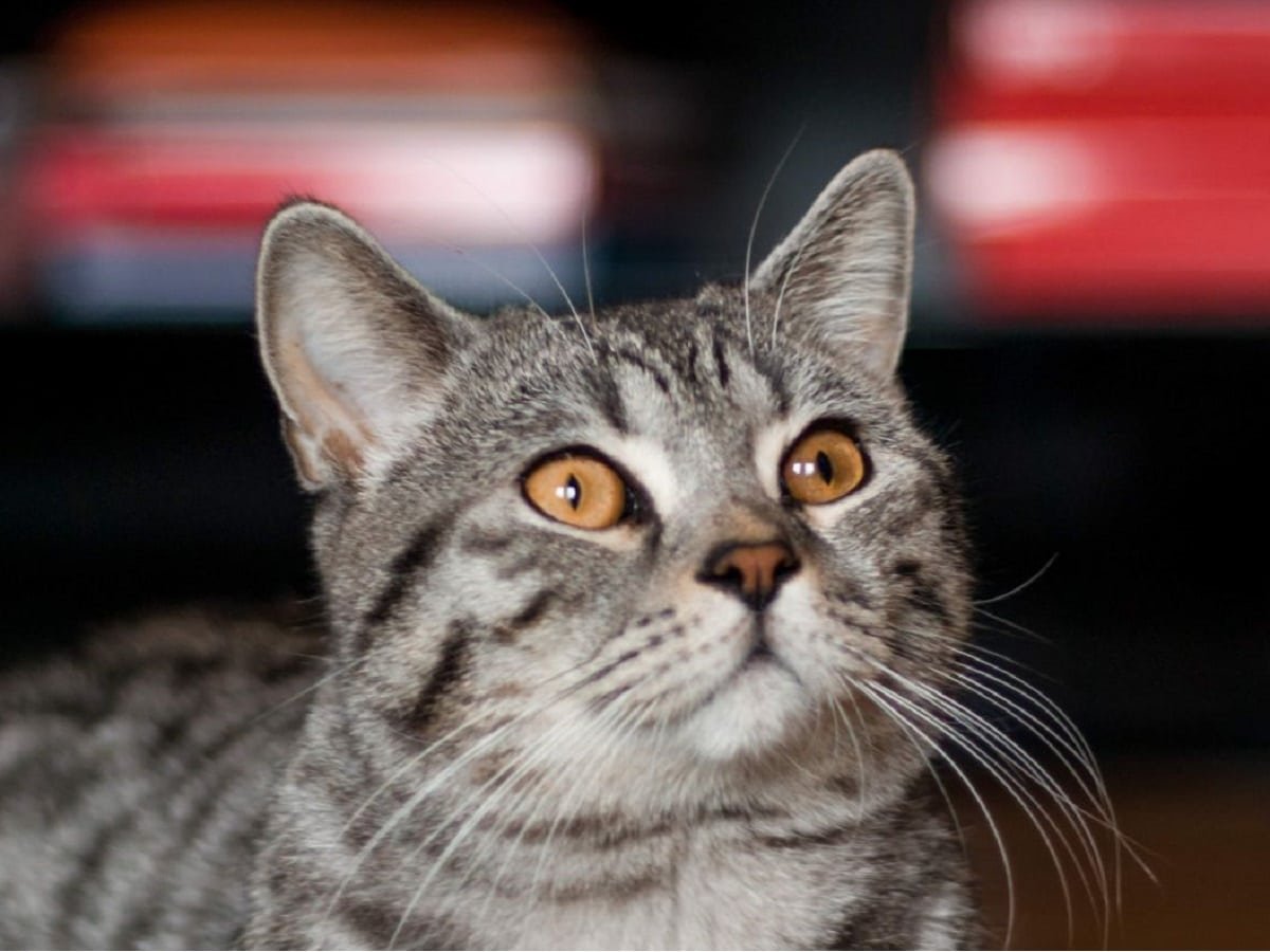 Borko the British Shorthair cat