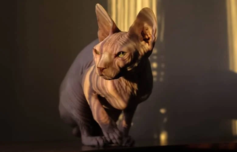 Sphynx