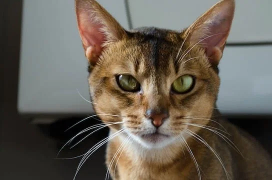abyssinian cat