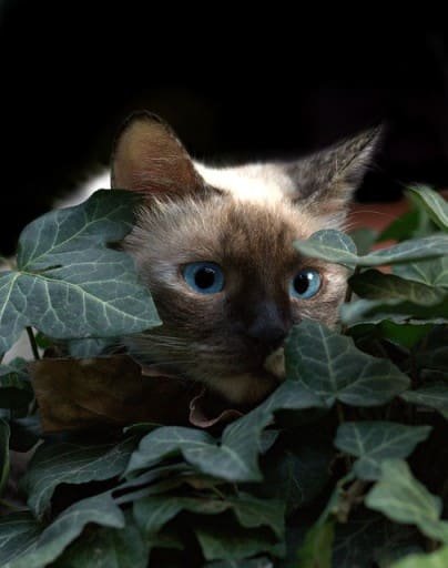 burmese cat