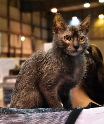 Lykoi cat