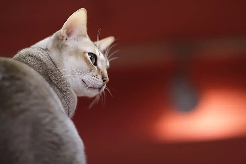 SIngapura cat