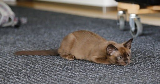 Burmese cat