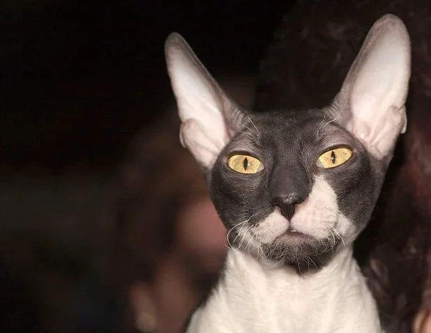 Cornish rex