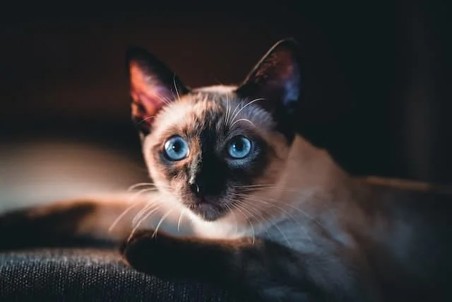 Siamese cat