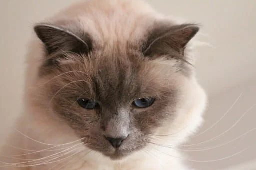 Birman cat
