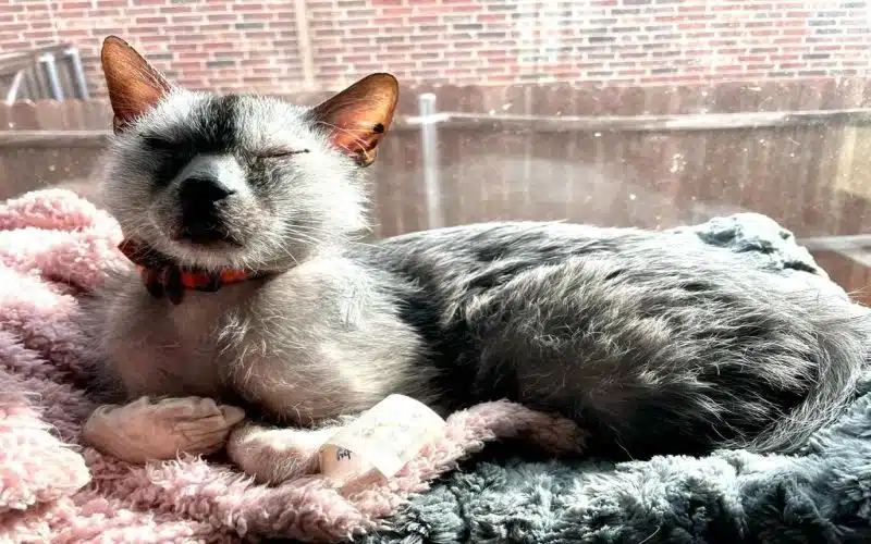 Lykoi by loki.the.lykoi