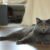 Meet the Medieval Chartreux Cat