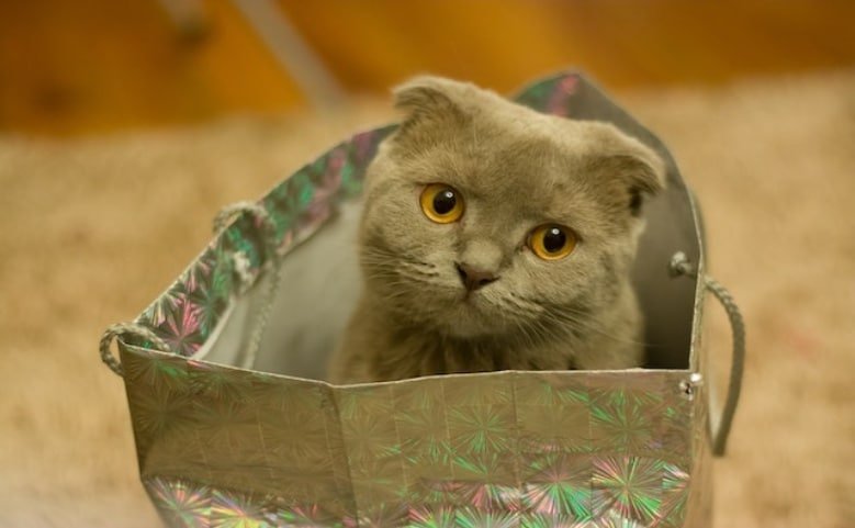 Scottish fold