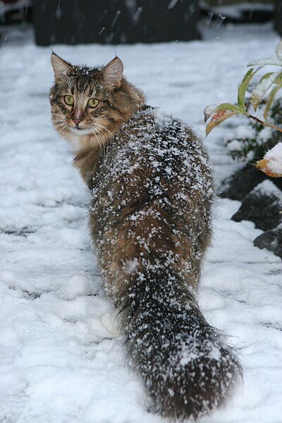Norwegian Forest Cat in the snow