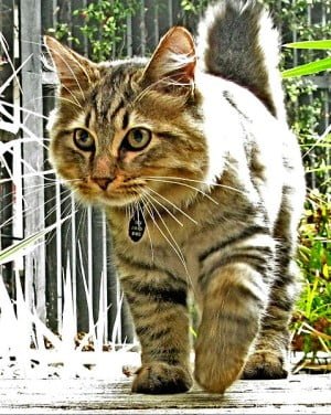 American bobtail cat