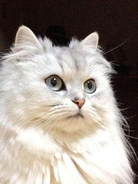 Persian Cat